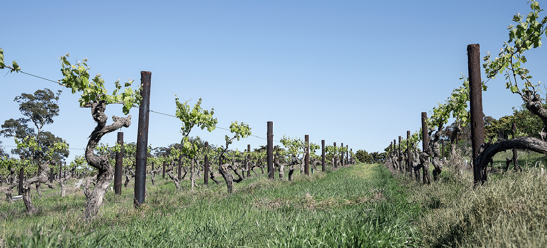 Tarrawatta vines